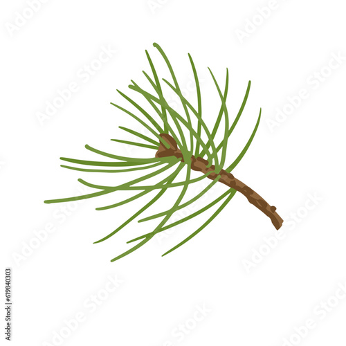 Branches of coniferous spruce, pine, arborvitae. Elements of Christmas and New Year decors. Vector graphics.	