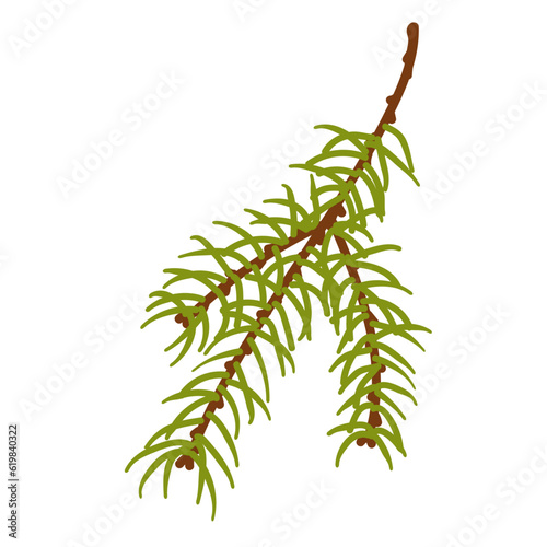 Branches of coniferous spruce, pine, arborvitae. Elements of Christmas and New Year decors. Vector graphics.	