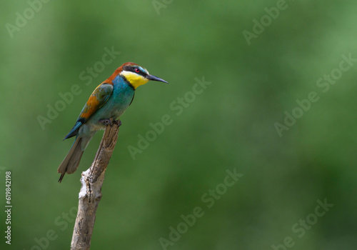 Bee-eater on a twig