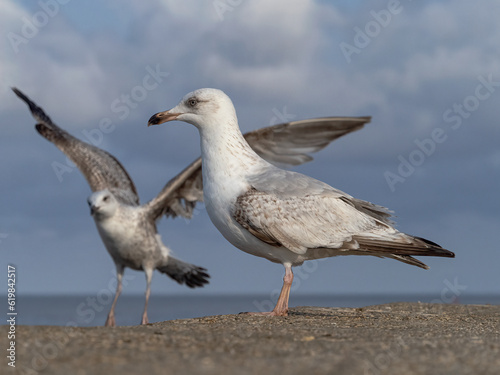 Herring Gull immature birds on the sea wall