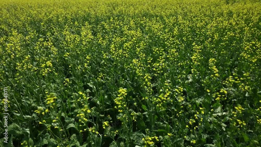 Close-up of a field of blooming yellow canola that is moving as the result of a strong wind.
Close-up of a field of blooming yellow canola that is moving as the result of a strong wind.
