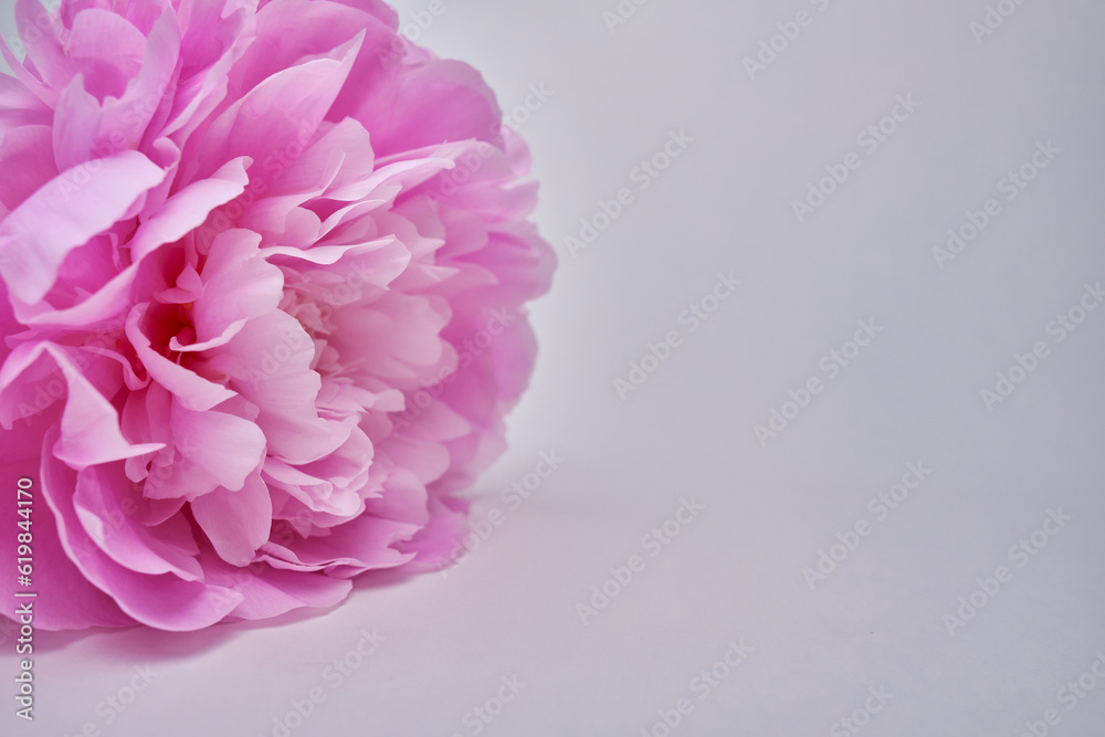 Bouquet of stylish peonies close-up. Pink peony flowers. Close-up of flower petals. Floral greeting card or wallpaper. Delicate abstract floral pastel background Bouquet of stylish peonies close-up. Pink peony flowers. Close-up of flower petals. Floral greeting card or wallpaper. Delicate abstract floral pastel background