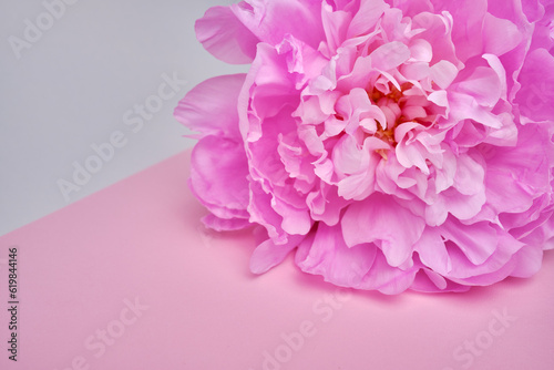 Fototapeta Naklejka Na Ścianę i Meble -  Bouquet of stylish peonies close-up. Pink peony flowers. Close-up of flower petals. Floral greeting card or wallpaper. Delicate abstract floral pastel background 