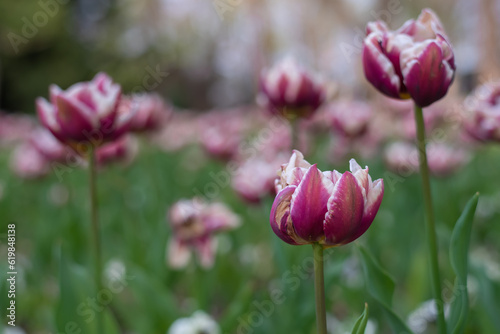 Flowerbed in the botanical garden with terry purple tulips