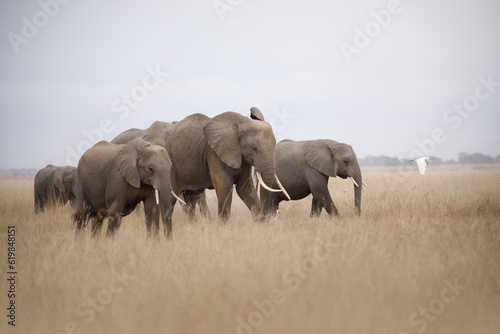 Walking African elephants. Amboseli Reserve.