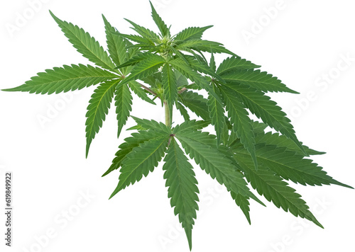 cannabis, hemp plant cut out on transparent background.