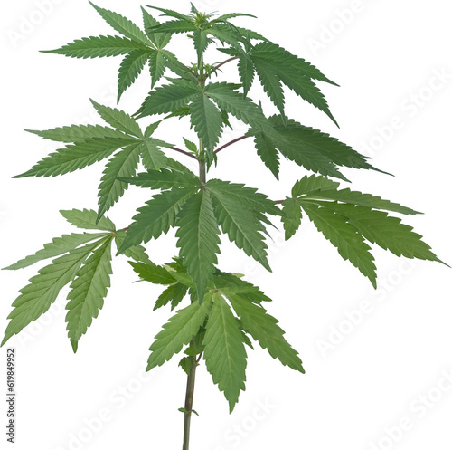 Wallpaper Mural cannabis, hemp plant cut out on transparent background. Torontodigital.ca