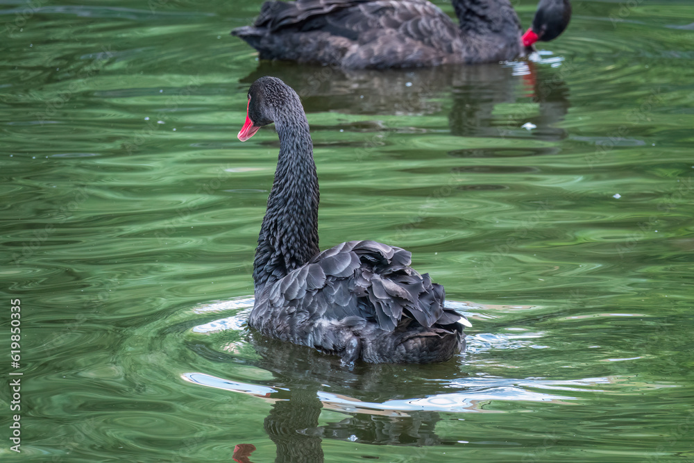 A graceful black swan with a red beak is swimming on a lake with dark green water. Cygnus atratus A graceful black swan with a red beak is swimming on a lake with dark green water. Cygnus atratus