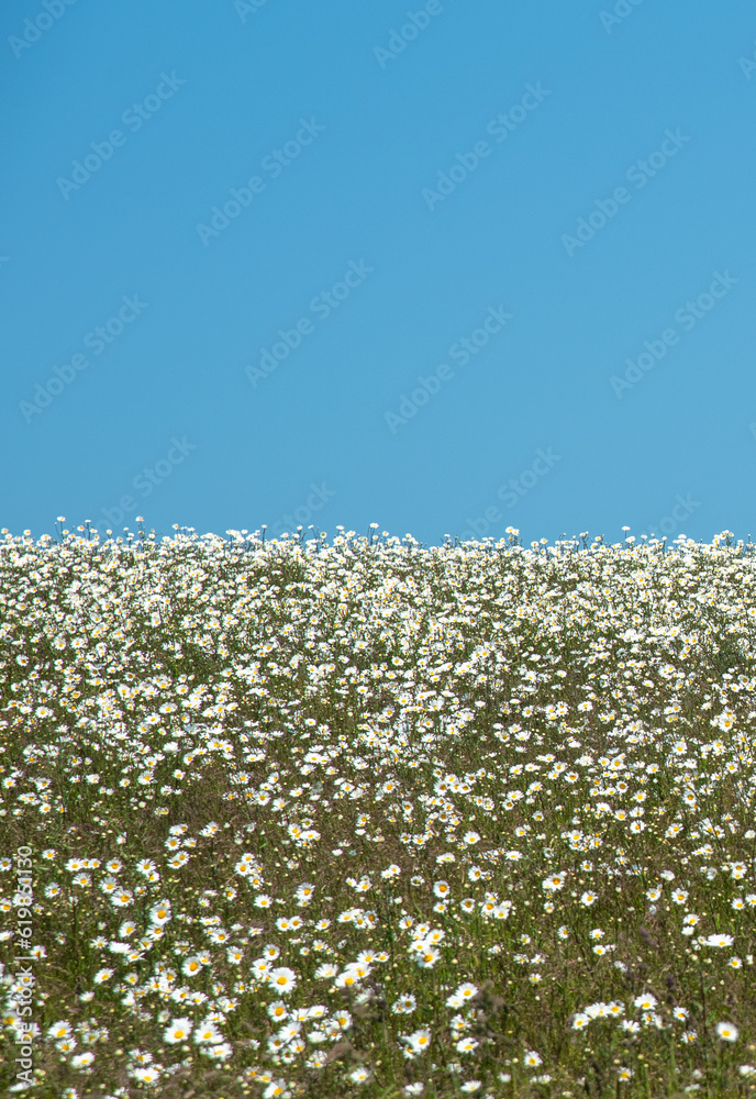 White chamomile daisies on blue sky background