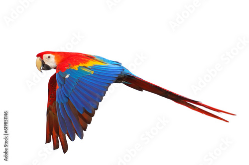 Billede på lærred Colorful flying parrot isolated on transparent background png file