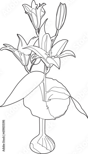 Lily in vase drawing