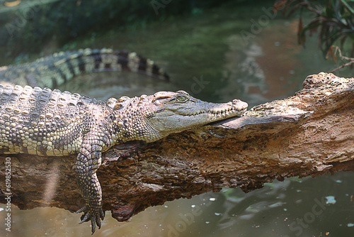 The crocodile is resting on a tree trunk in the zoo