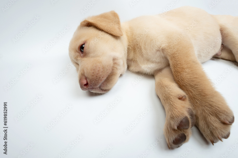 Cute lazy laying labrador puppy Cute lazy laying labrador puppy
