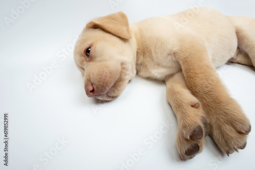 Cute lazy laying labrador puppy