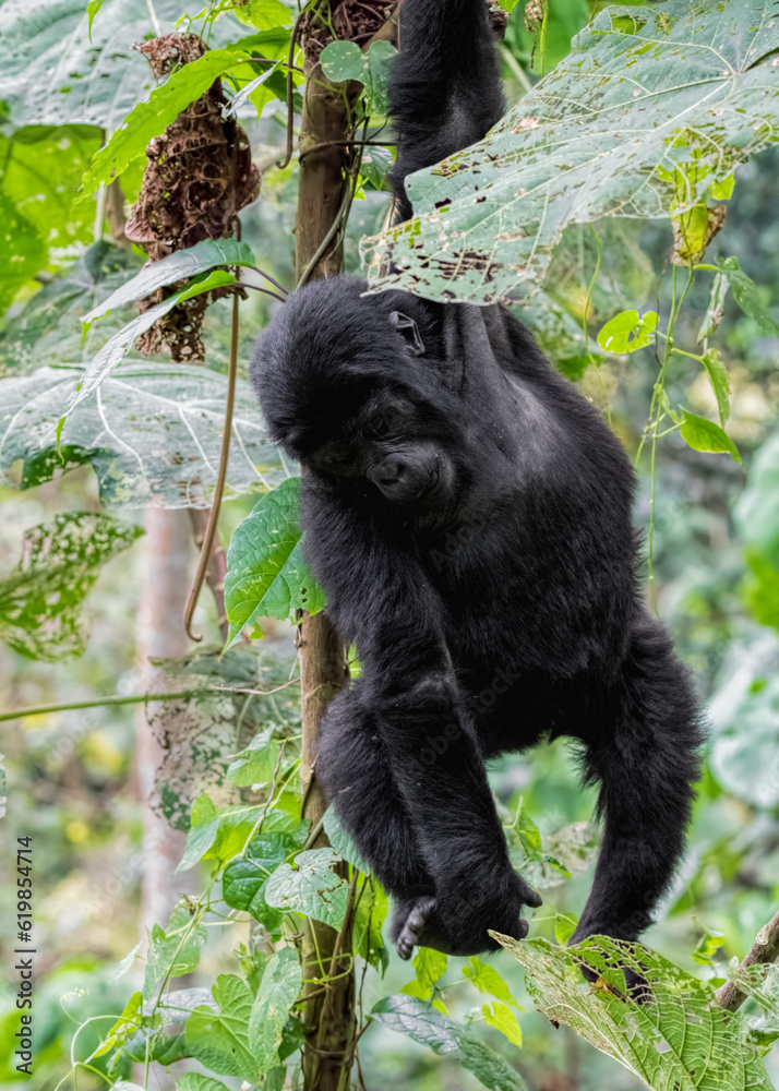 Obraz premium Mountain Gorilla