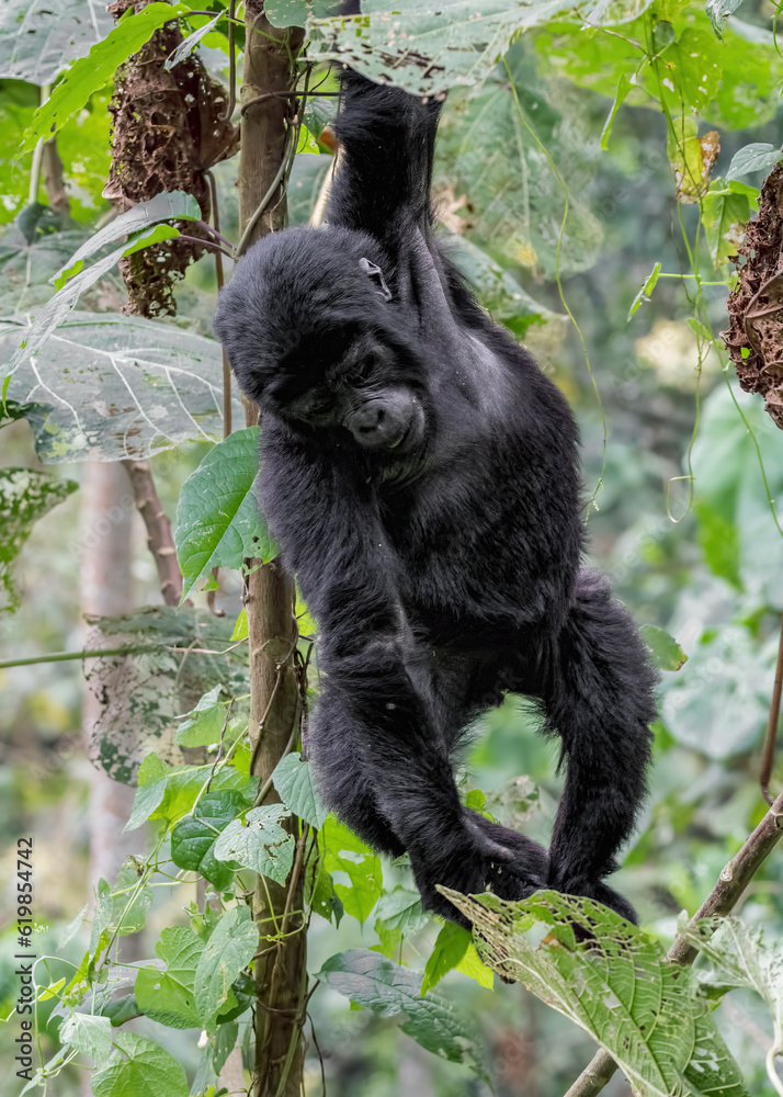 Obraz premium Mountain Gorilla