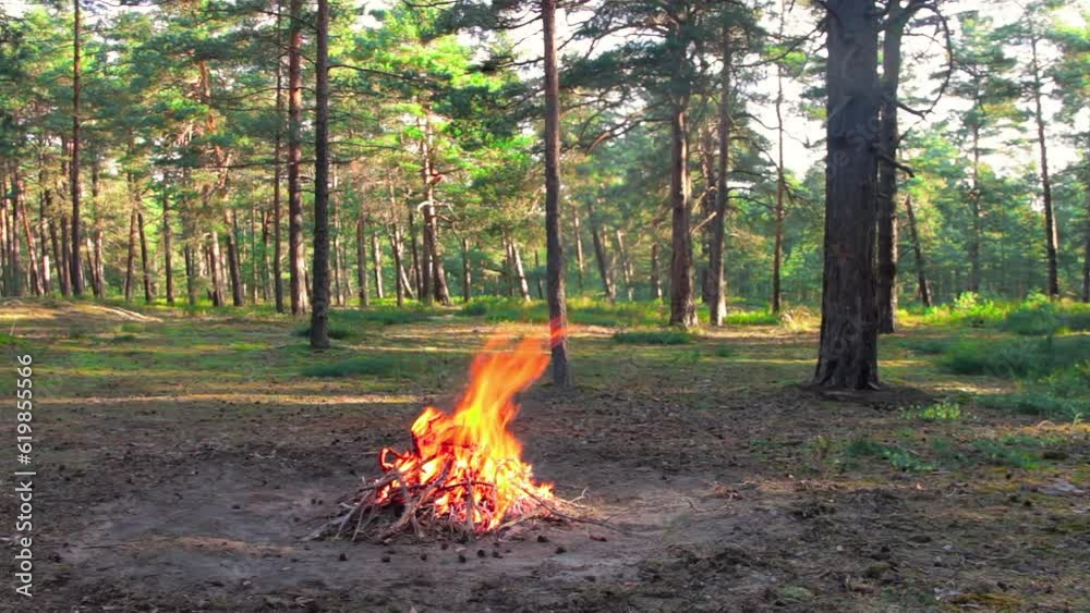 Bonfire Burns in the Pine Forest in the Summer at Daytime. Flaming Campfire, Place for Bonfire. Fire Pit Outdoors, Wood on Fire, Flying Sparks and Smoke. Travel and Tourism Concept - Static Shot Bonfire Burns in the Pine Forest in the Summer at Daytime. Flaming Campfire, Place for Bonfire. Fire Pit Outdoors, Wood on Fire, Flying Sparks and Smoke. Travel and Tourism Concept - Static Shot