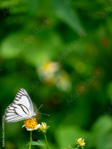 The Striped Albatross butterfly is black and white stripes with free space for text and message, isolated, background.  © Theeravajra