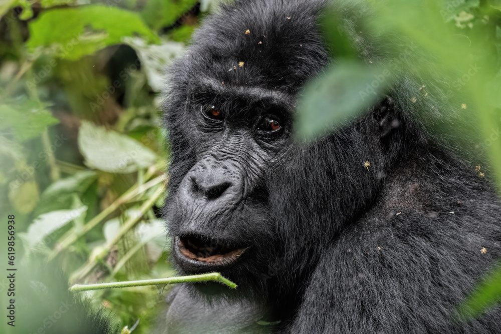 Mountain Gorilla Mountain Gorilla