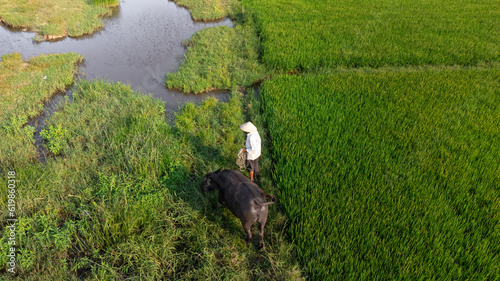 water buffalo in a vietnamese rice fields