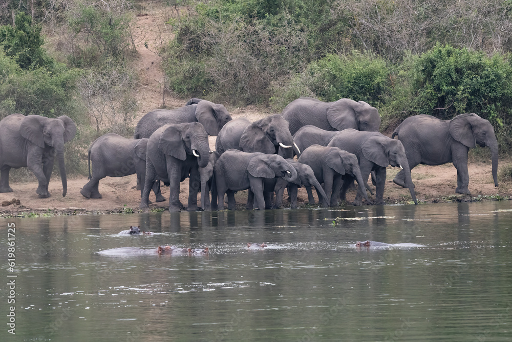 Obraz premium African Elephant