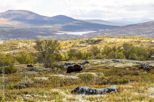 Moschusochsen im Dovrefjell Nationalpark - Norwegen 14 photo