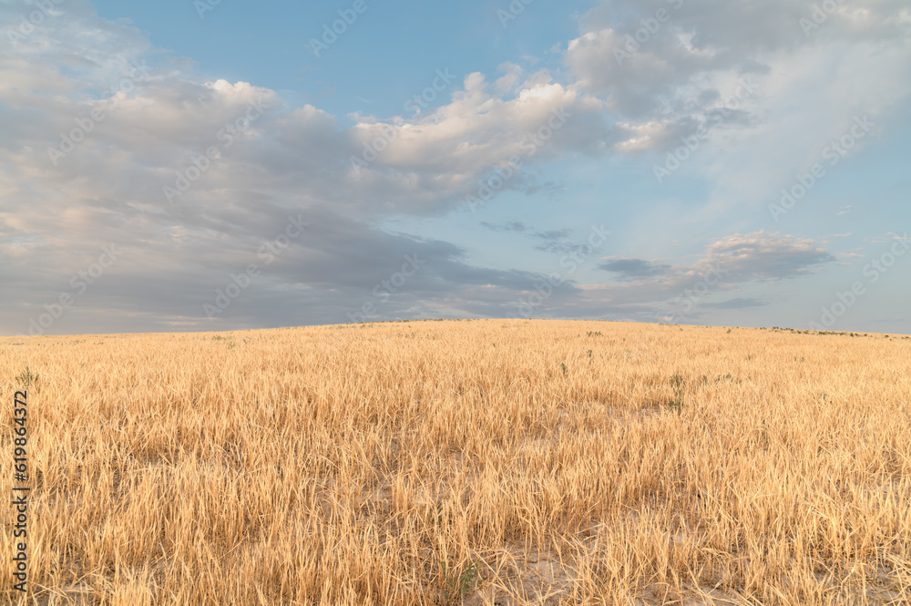 Colorful cloudy sky over fields of ripe wheat on the hills.