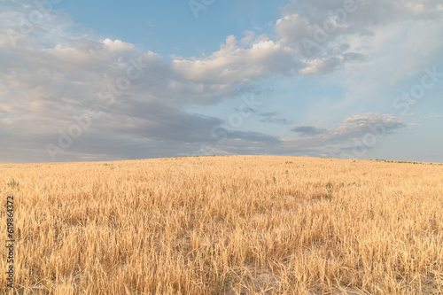 Colorful cloudy sky over fields of ripe wheat on the hills.