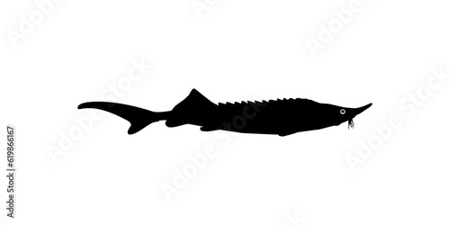 Beluga Sturgeon or Huso Fish Silhouette, Fish Which Produce Premium and Expensive Caviar, For Logo Type, Art Illustration, Pictogram, Apps, Website or Graphic Design Element. Vector Illustration