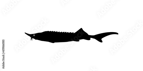 Beluga Sturgeon or Huso Fish Silhouette, Fish Which Produce Premium and Expensive Caviar, For Logo Type, Art Illustration, Pictogram, Apps, Website or Graphic Design Element. Vector Illustration