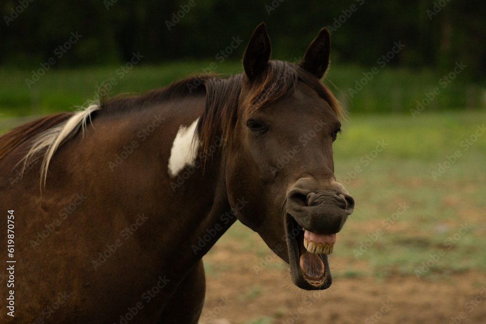 Buckskin Tobiano Coat Color Pattern Paint Horse Gelding Yawns Showing Relaxed Behavior Looks Like Laughing with Green Pasture Background and Space for Text