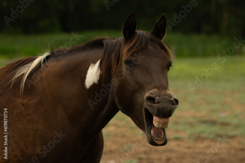 Buckskin Tobiano Coat Color Pattern Paint Horse Gelding Yawns Showing Relaxed Behavior Looks Like Laughing with Green Pasture Background and Space for Text © Rebecca Young