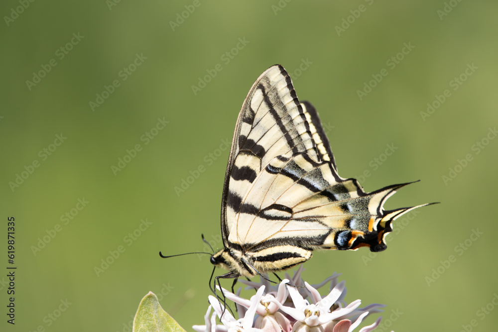 Obraz premium butterfly on a milkweed