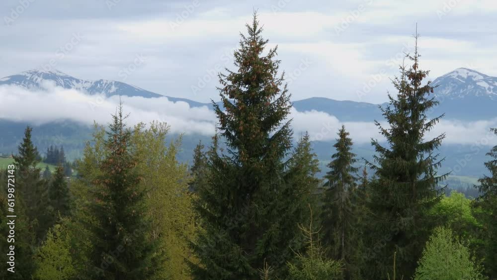 Partly snowy Carpathian Mountains ridge with forest on a foreground Partly snowy Carpathian Mountains ridge with forest on a foreground