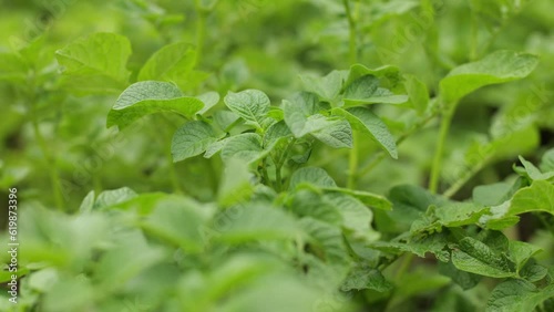 Wallpaper Mural There are many potatoes in the field. Agriculture, green leaves of potatoes in summer. Colorado beetles destroy the tuber. Beetles and insects destroy the crop, it must be sprayed against parasites. Torontodigital.ca
