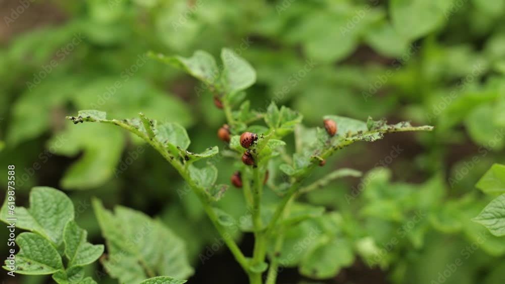 There are many potatoes in the field. Agriculture, green leaves of potatoes in summer. Colorado beetles destroy the tuber. Beetles and insects destroy the crop, it must be sprayed against parasites. There are many potatoes in the field. Agriculture, green leaves of potatoes in summer. Colorado beetles destroy the tuber. Beetles and insects destroy the crop, it must be sprayed against parasites.