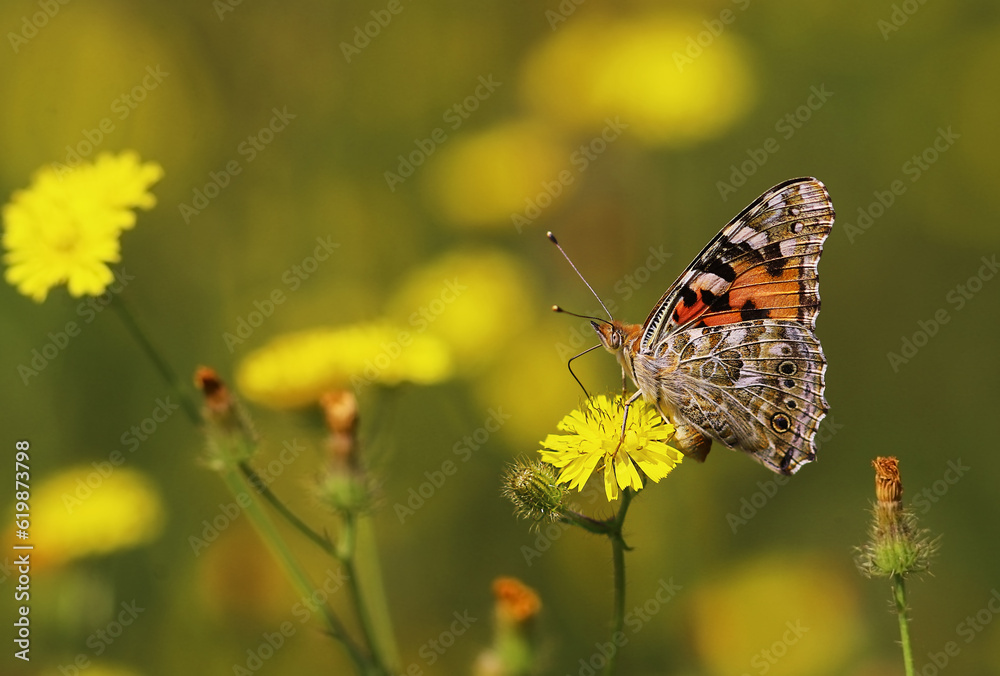 A lone butterfly on a lone yellow flower....
A lone butterfly on a lone yellow flower....