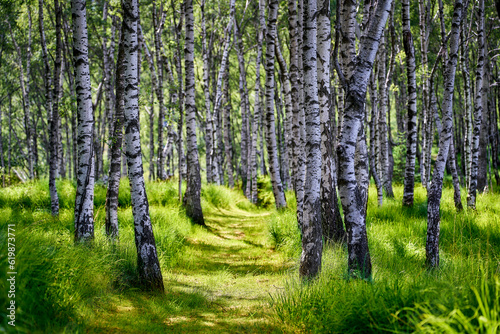Fototapeta Naklejka Na Ścianę i Meble -  Ein romantischer Wanderweg durch einen sommerlichen Birkenwald im Tessin. Der Waldboden besteht aus einer sattgrünen Wiese.