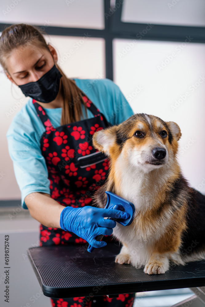 a groomer carefully combs the fur of a corgi dog with a special brush in a professional pet care salon close-up