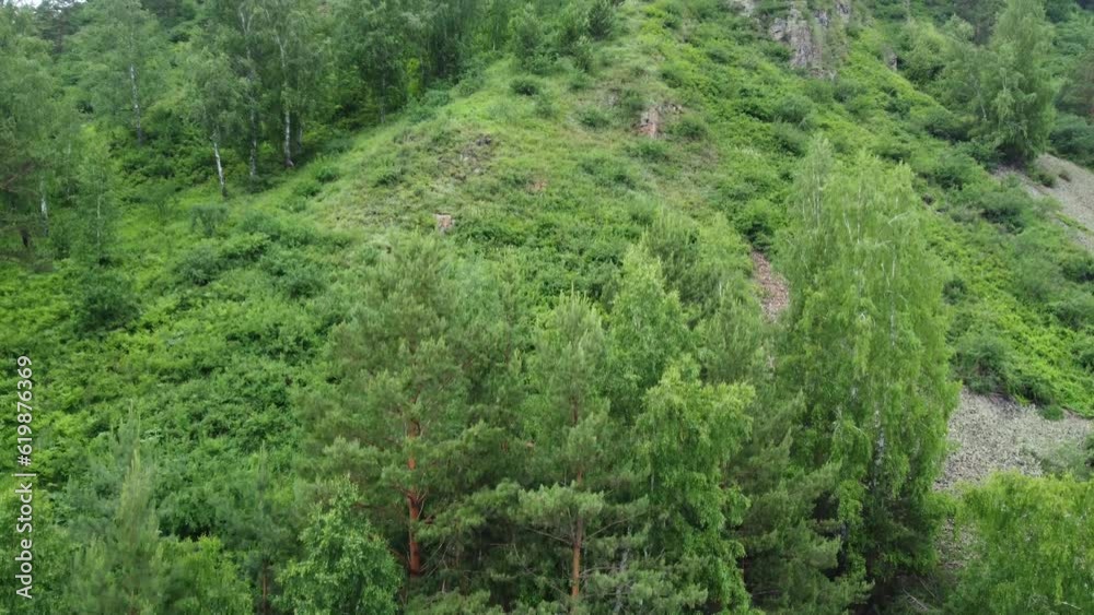 Aerial top view forest tree. Ecosystem and healthy environment concept and background. Texture of green pine tree forest view from above Aerial top view forest tree. Ecosystem and healthy environment concept and background. Texture of green pine tree forest view from above