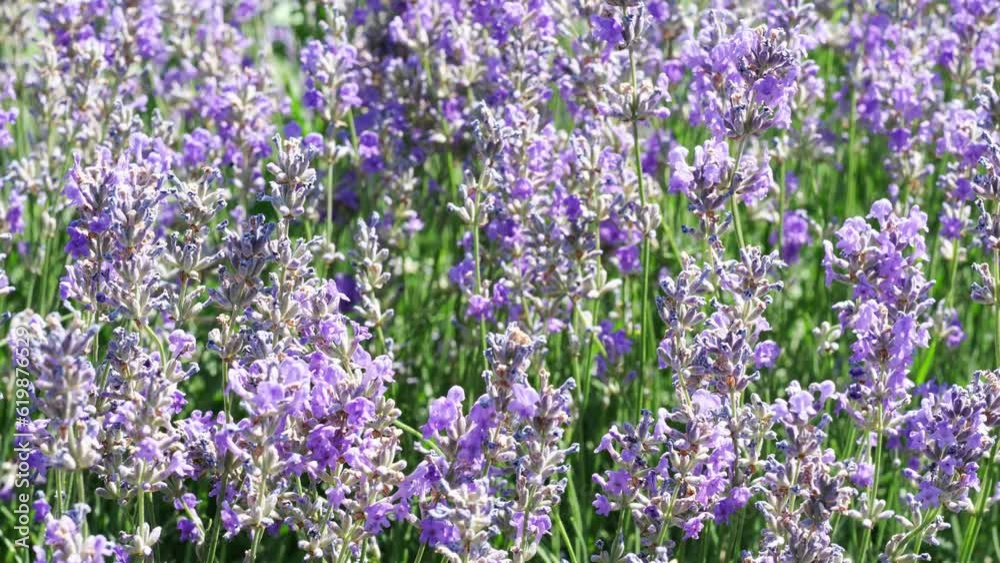 Natural plant screensaver video lavender blooming on a sunny summer day high resolution 4k static camera position Natural plant screensaver video lavender blooming on a sunny summer day high resolution 4k static camera position