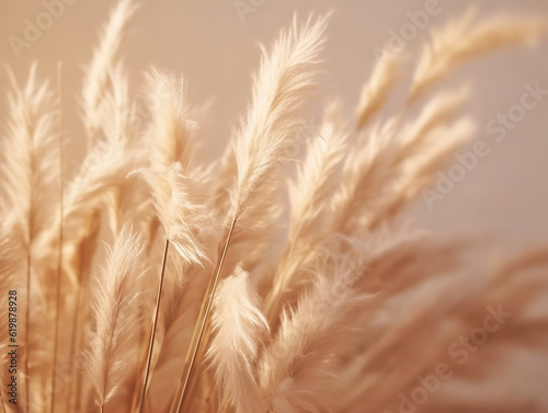Background with dried pampas grass.