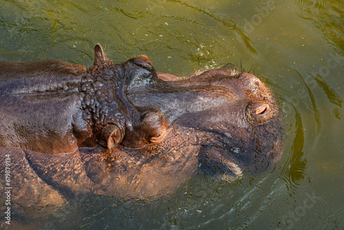 Top view of the head of a hippopotamus swimming in the water. Close up.