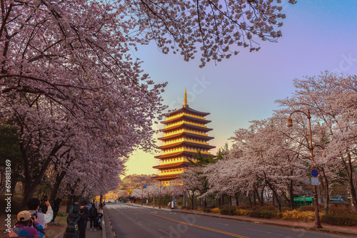 Beautiful cherry blossoms in spring in Gyeongju South Korea. Gyeongju Expo Park, Gyeongju city, North Gyeongsang province, South Korea.