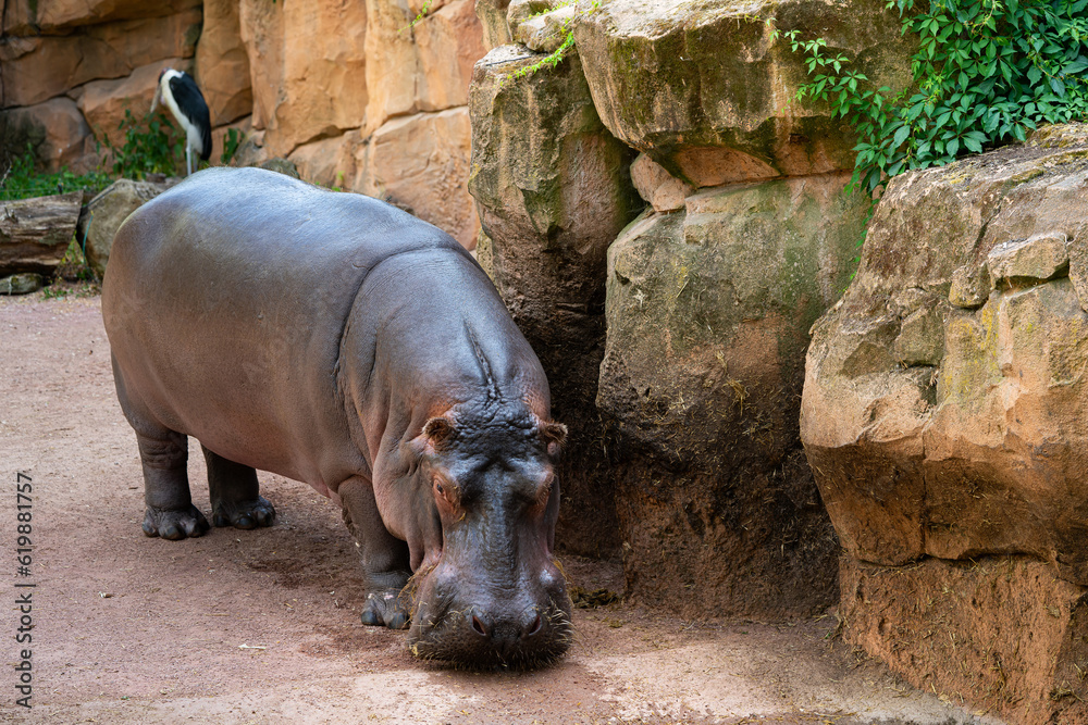 A hippopotamus with a lowered head stands near big boulders. A hippopotamus with a lowered head stands near big boulders.