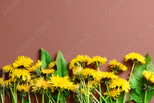 Yellow dandelion flowers an...