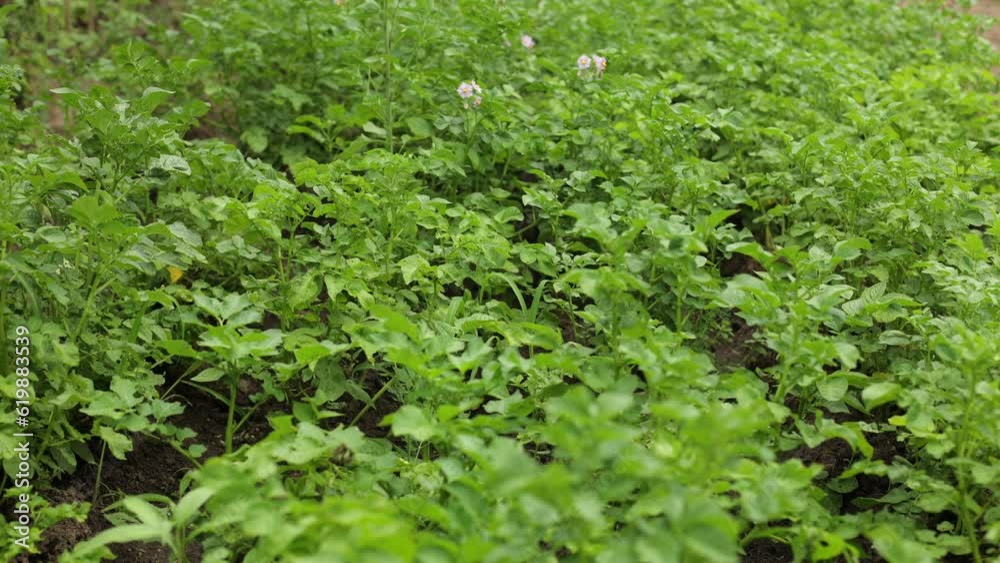 There are many potatoes in the field. Agriculture, green leaves of potatoes in summer. Colorado beetles destroy the tuber. Beetles and insects destroy the crop, it must be sprayed against parasites. There are many potatoes in the field. Agriculture, green leaves of potatoes in summer. Colorado beetles destroy the tuber. Beetles and insects destroy the crop, it must be sprayed against parasites.