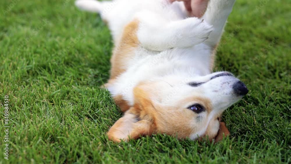 Portrait of adorable, happy dog of the corgi breed in the park on the green grass at sunset. Portrait of adorable, happy dog of the corgi breed in the park on the green grass at sunset.