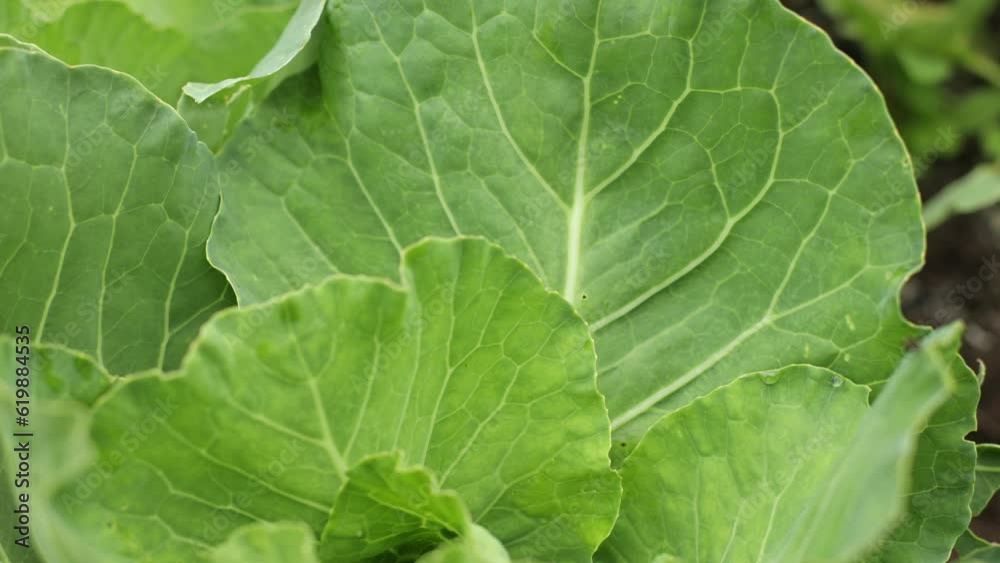 Green leaves of cabbage in summer. Harvest field, farming, cabbage care. Small harvest, snails that ate many leaves in the field Green leaves of cabbage in summer. Harvest field, farming, cabbage care. Small harvest, snails that ate many leaves in the field