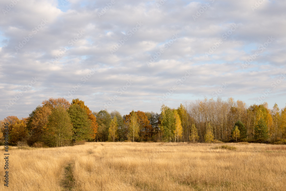 Autumn landscape, spacious fields with dense and bright grass